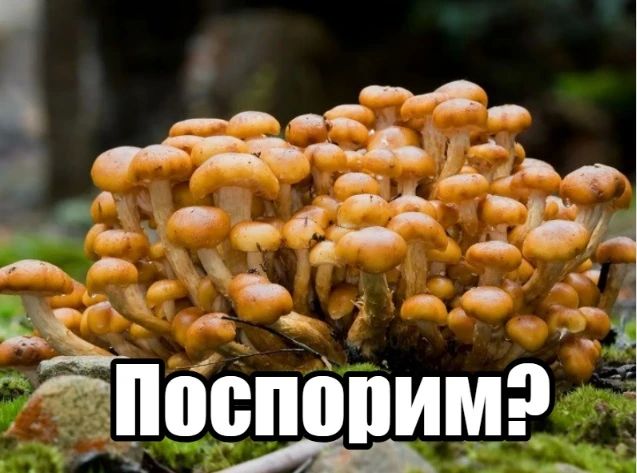 Люди все-таки произошли от грибов Люди все-таки произошли от грибов
