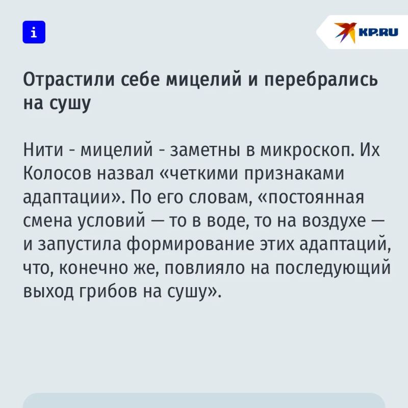 Люди все-таки произошли от грибов Люди все-таки произошли от грибов