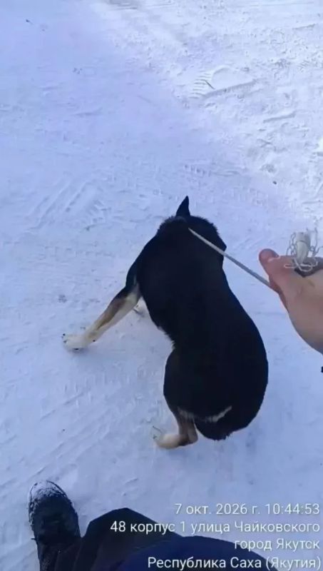 В Сайсарском округе продолжаются рейды по безнадзорным животным В Сайсарском округе продолжаются рейды по безнадзорным животным