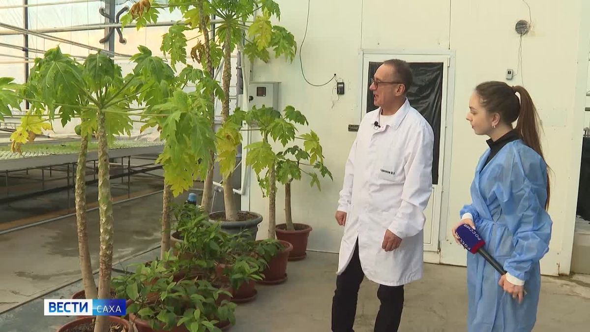 Тепличный комплекс "Саюри" продолжает расширять ассортимент продукции