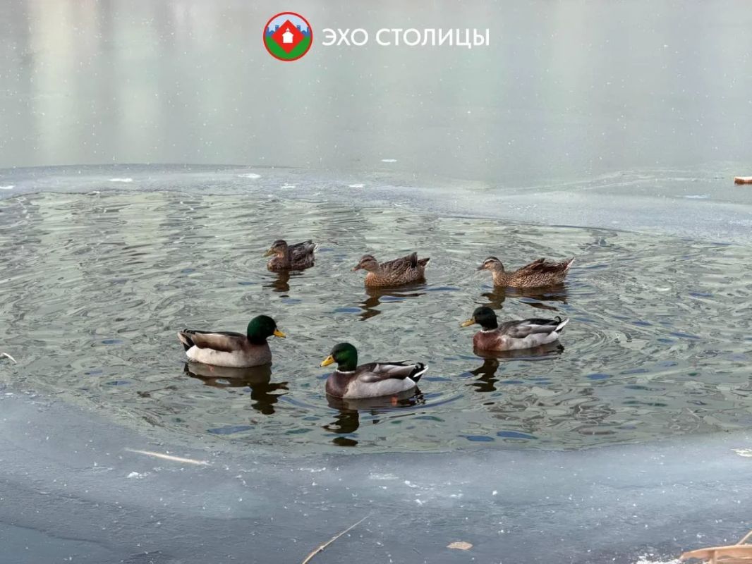 Минэкологии Якутии не уполномочено выдавать разрешения на отлов диких птиц в черте населенного пункта