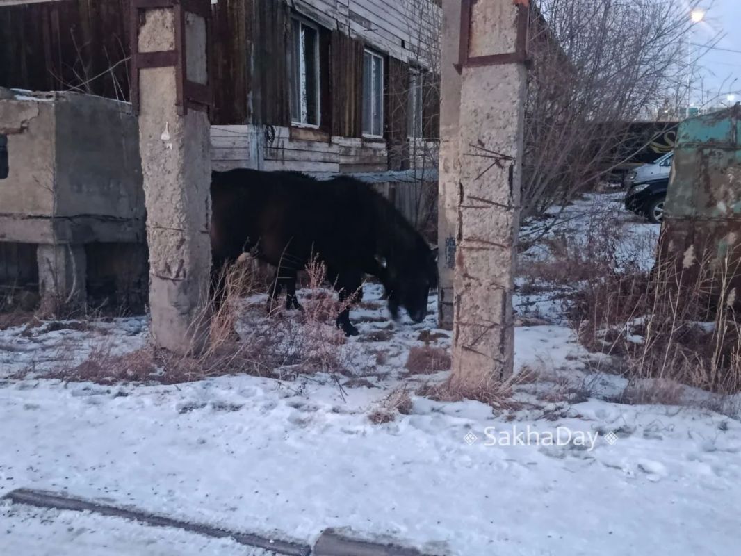 Лошадки возле 18 школы на улице Билибина