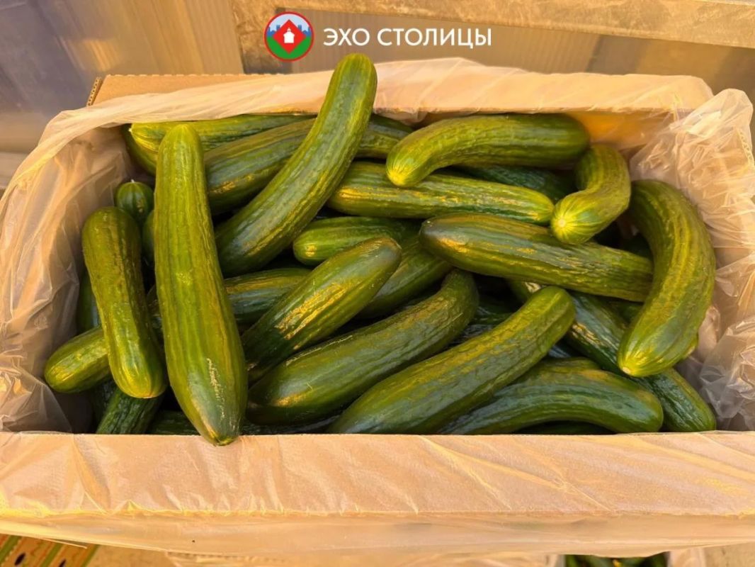 Один день в «Саюри»: как в Якутске круглый год выращивают овощи Один день в «Саюри»: как в Якутске круглый год выращивают овощи