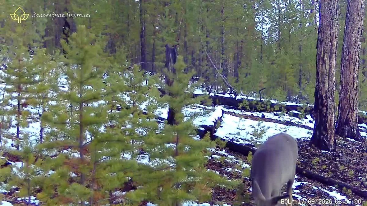 В объективе — косуля! Свежие кадры из РР «Кэнкэмэ»