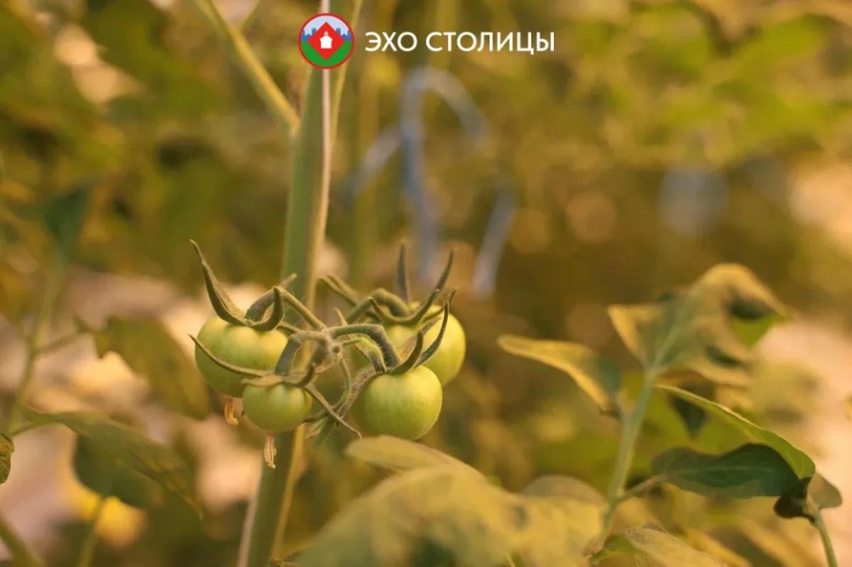 Один день в «Саюри»: как в Якутске круглый год выращивают овощи Один день в «Саюри»: как в Якутске круглый год выращивают овощи