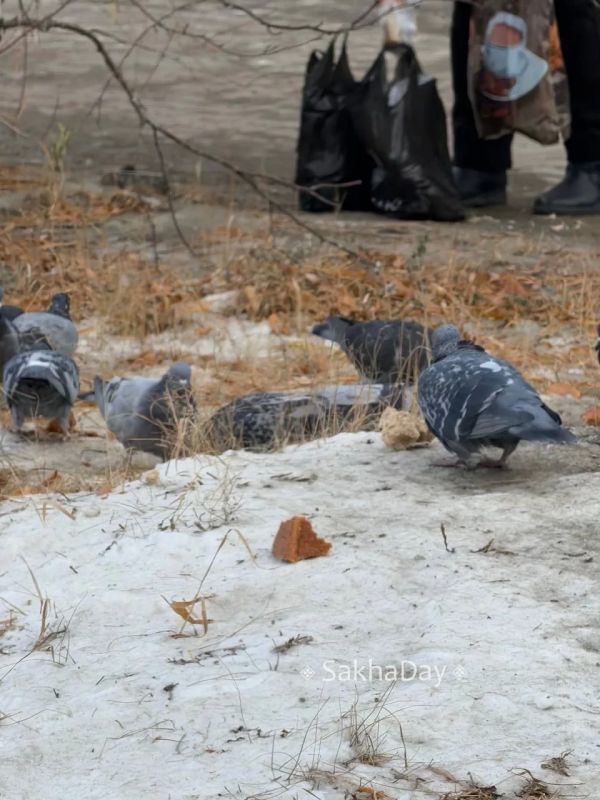 Городские птички выживают, как могут Городские птички выживают, как могут