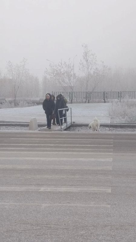 Бегает собака потеряшка на пересечении улиц Хабарова и Ленина Бегает собака потеряшка на пересечении улиц Хабарова и Ленина