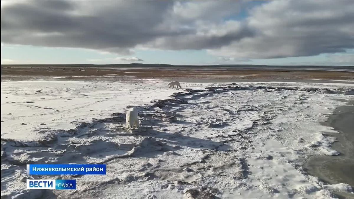 В Нижнеколымском районе продолжается осенний мониторинг белых медведей