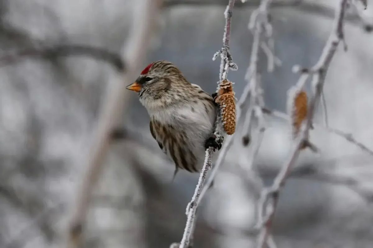 Ктрдр уонна кыыллар кыыа бэлэмнэнэллэр Ктрдр уонна кыыллар кыыа бэлэмнэнэллэр