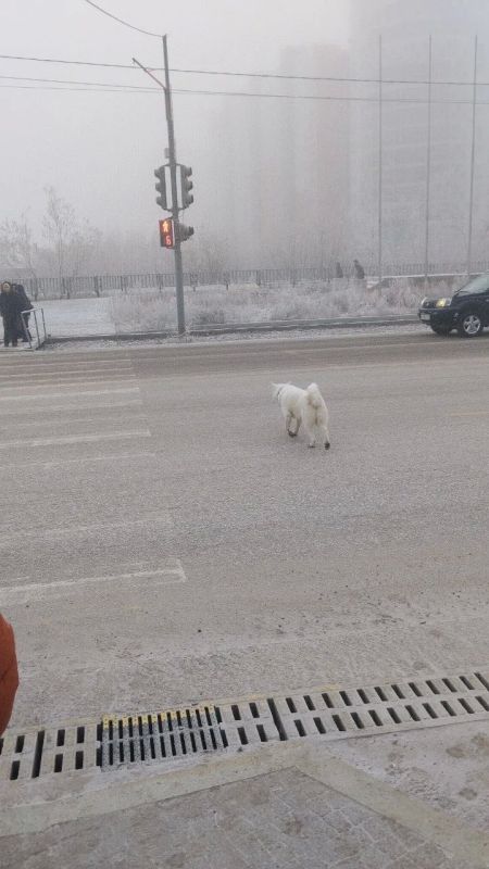 Бегает собака потеряшка на пересечении улиц Хабарова и Ленина