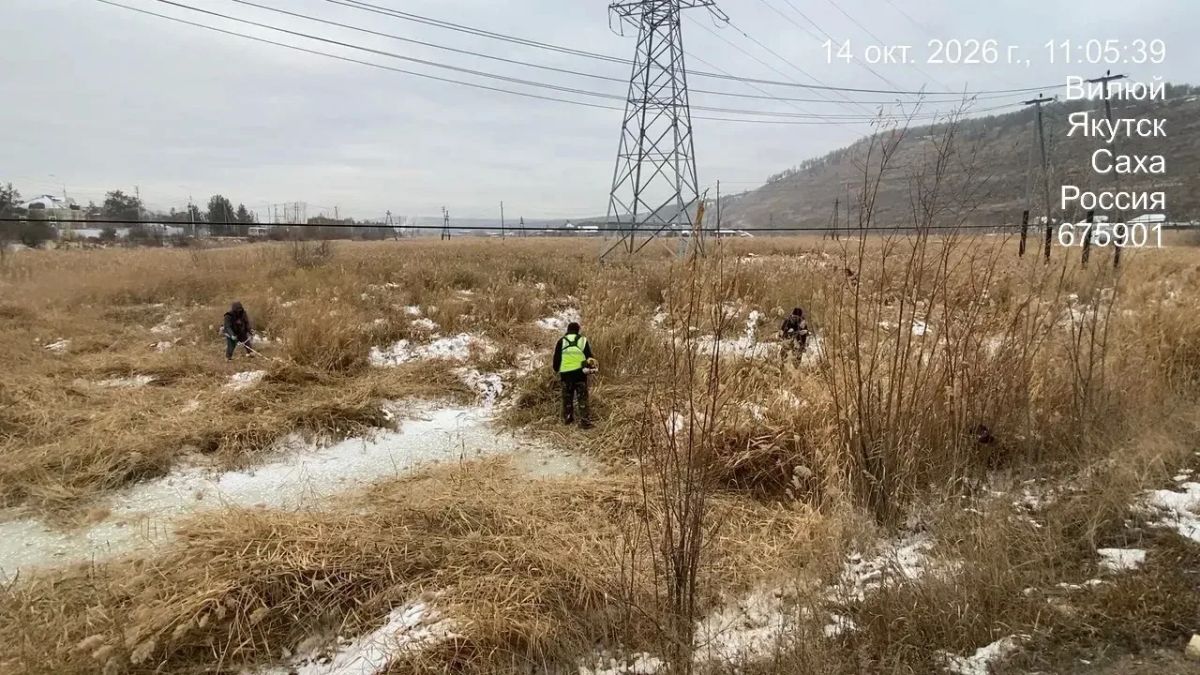 Скос камыша на берегу Чочур Мыран Скос камыша на берегу Чочур Мыран