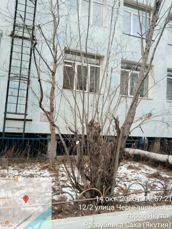 Управа спилила сухостои, представлявшие опасность для жителей и детей Управа спилила сухостои, представлявшие опасность для жителей и детей