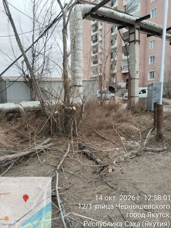 Управа спилила сухостои, представлявшие опасность для жителей и детей Управа спилила сухостои, представлявшие опасность для жителей и детей