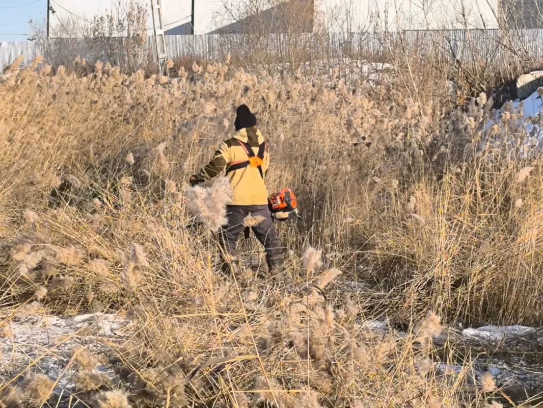 Борьба с камышом продолжается в Гагаринском округе! Борьба с камышом продолжается в Гагаринском округе!