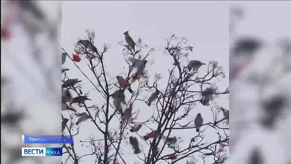 В Томпонском районе рябина привлекла внимание свиристелей