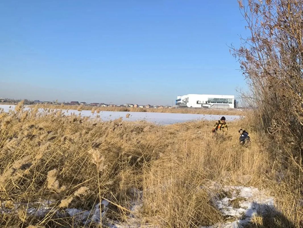 Борьба с камышом продолжается в Гагаринском округе! Борьба с камышом продолжается в Гагаринском округе!