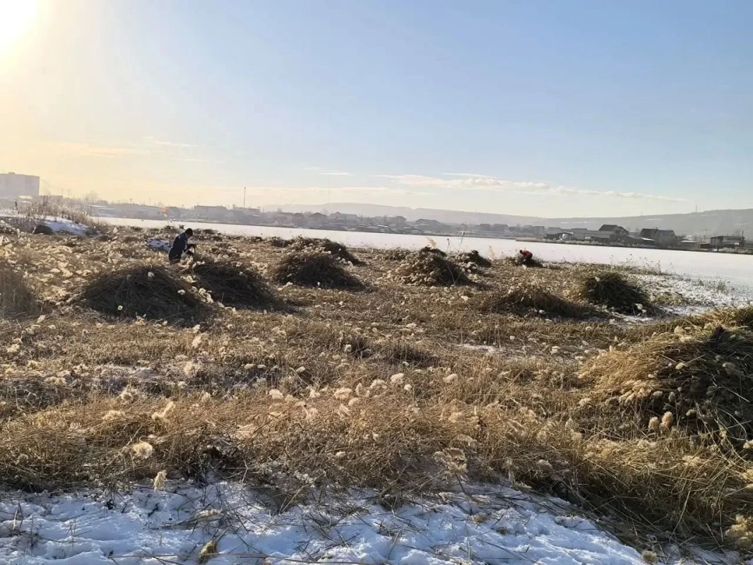 Борьба с камышом продолжается в Гагаринском округе! Борьба с камышом продолжается в Гагаринском округе!