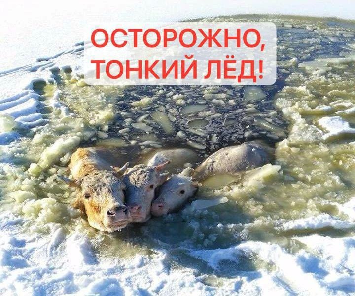 Неокрепший тонкий лед представляет опасность для сельскохозяйственных животных