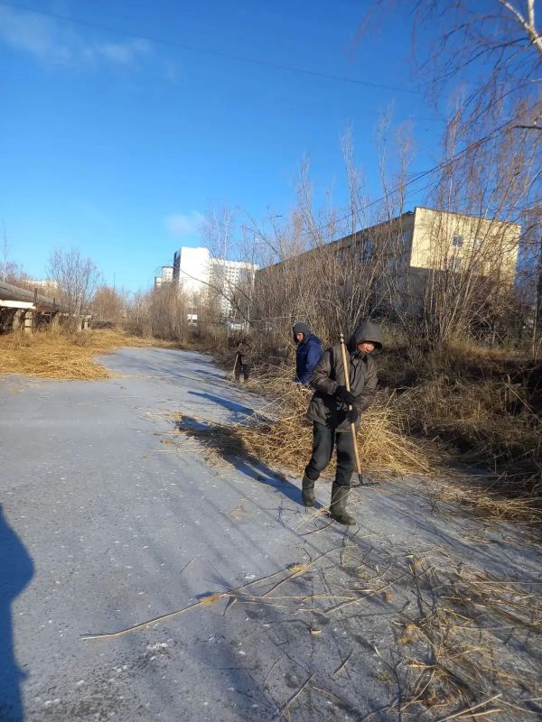 В Губинском округе продолжается сбор скошенного камыша!