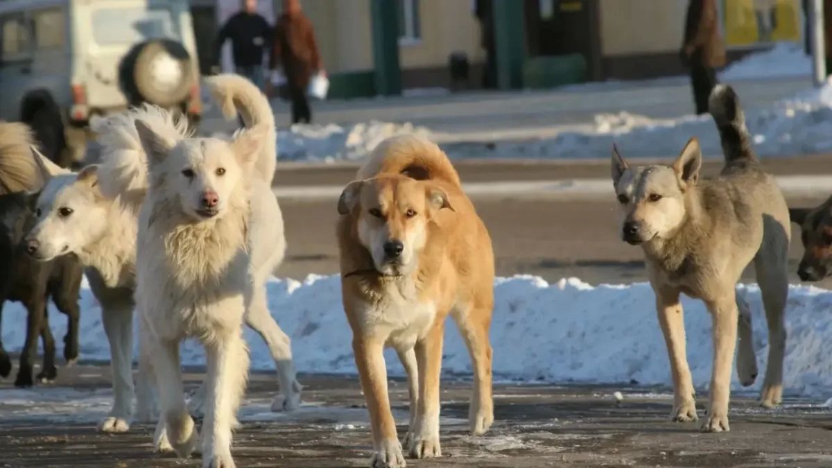 Отлов безнадзорных животных в Строительном округе