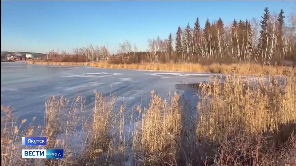 Одинокая утка замечена на озере в районе Ботанического сада