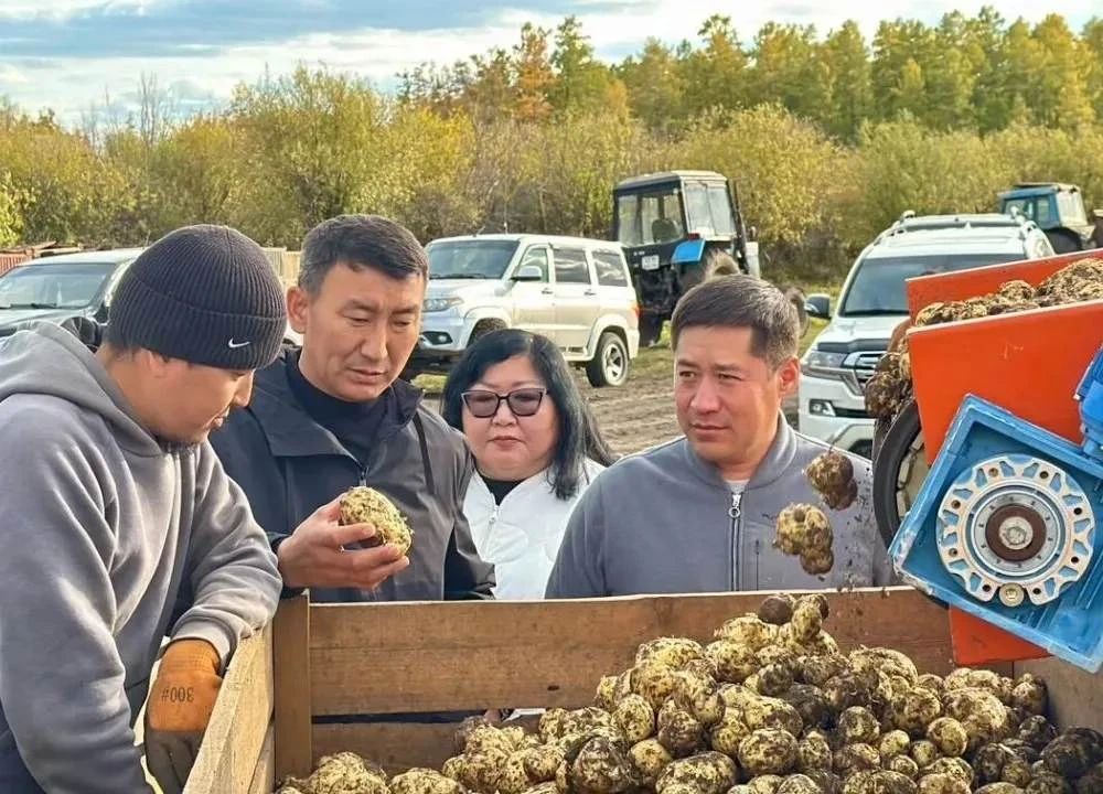 В Амгинском районе собрали более 2,5 тысяч тонн картофеля и овощей