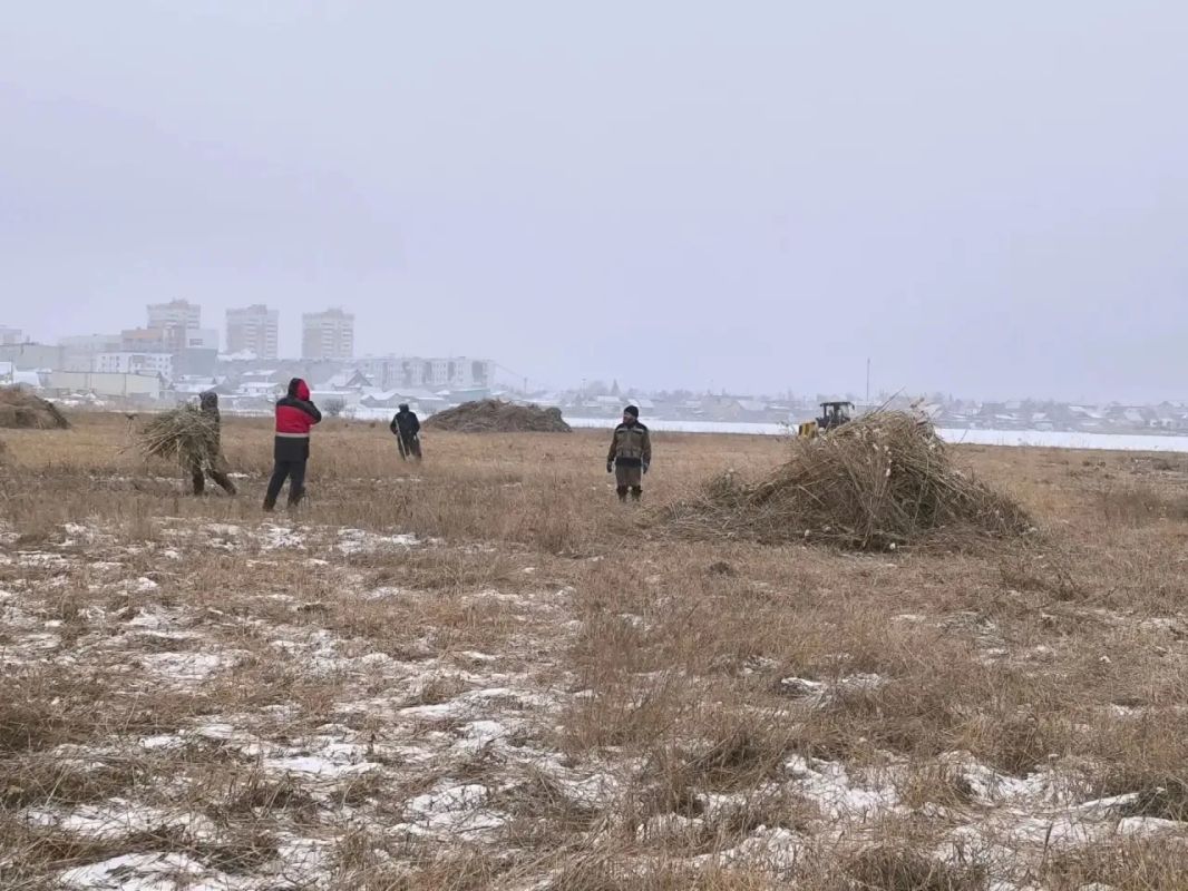 На Белом озере начат вывоз скошенного камыша! На Белом озере начат вывоз скошенного камыша!