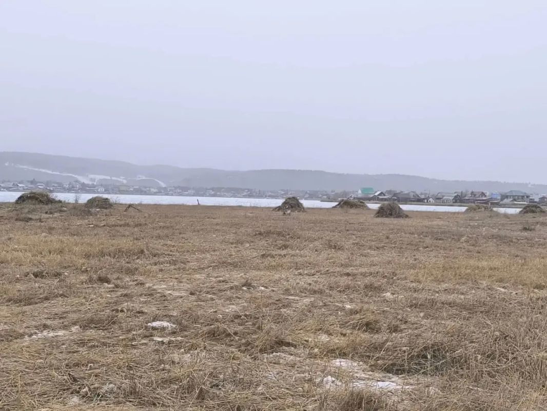 На Белом озере начат вывоз скошенного камыша! На Белом озере начат вывоз скошенного камыша!