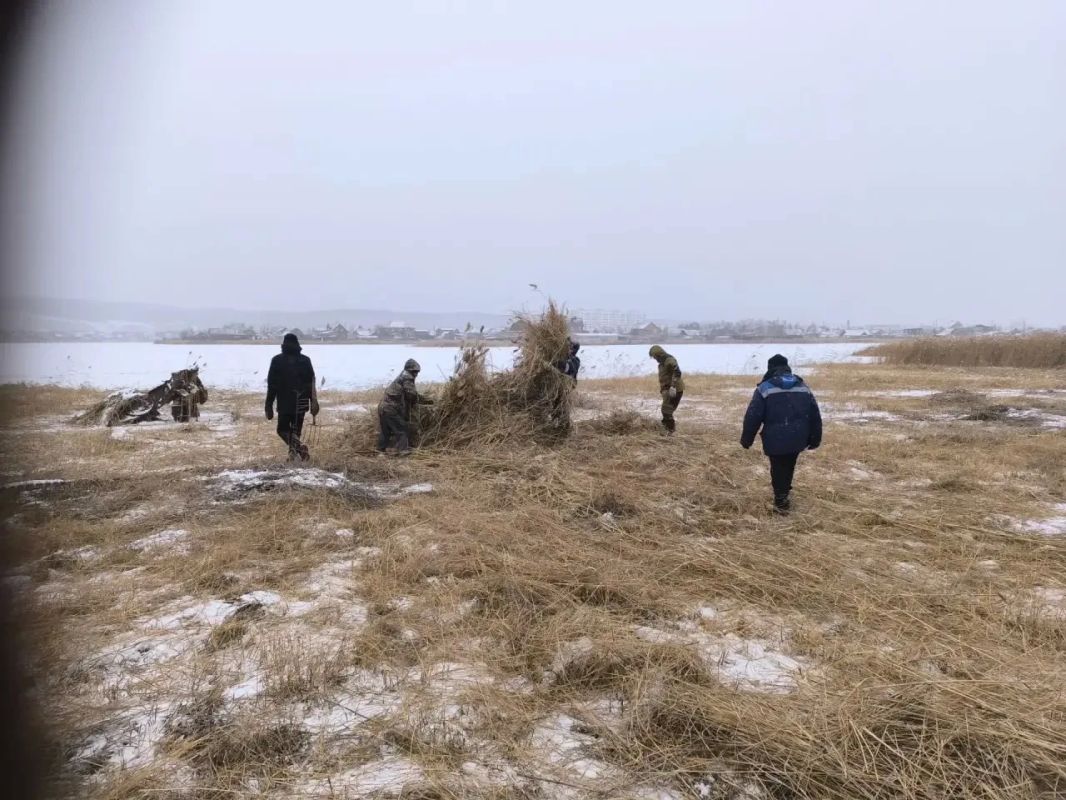 На Белом озере начат вывоз скошенного камыша! На Белом озере начат вывоз скошенного камыша!