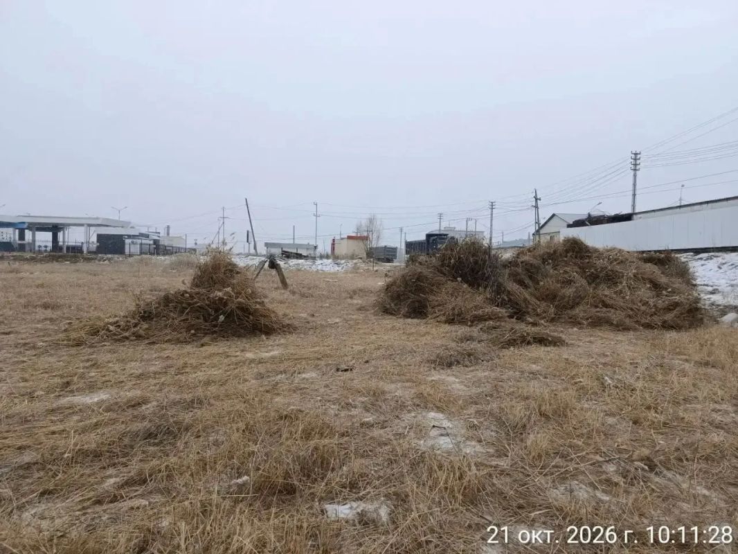 На Белом озере начат вывоз скошенного камыша! На Белом озере начат вывоз скошенного камыша!