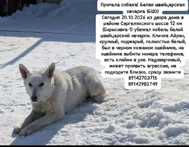 Ищем собаку белую швейцарскую овчарку, кобель выбежал вчера днем 20 октября со двора на Сергеляхском шоссе