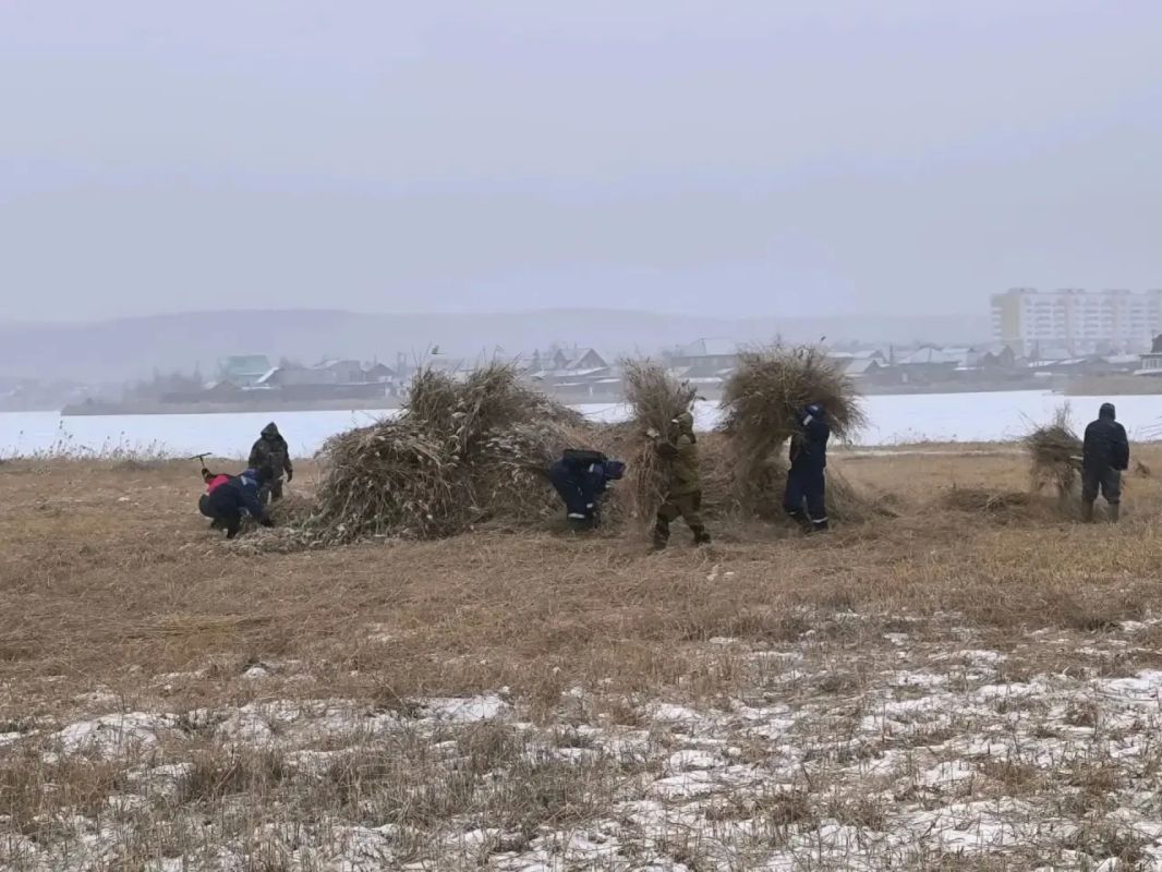 На Белом озере начат вывоз скошенного камыша! На Белом озере начат вывоз скошенного камыша!