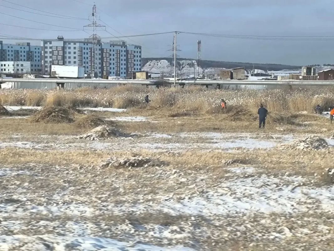 Скос продолжается!. . Силами сотрудников Управы Гагаринского округа продолжается скос камыша вдоль Автострады 50 лет Октября от кольцевой развязки в сторону Парка Победы Скос продолжается!. . Силами сотрудников Управы Гагаринского округа продолжается скос камыша вдоль Автострады 50 лет Октября от кольцевой развязки в сторону Парка Победы