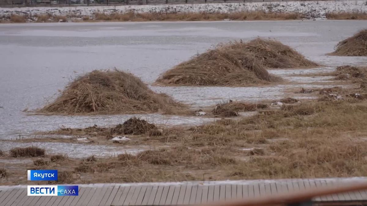Свыше тысячи жителей Якутска вышли на городские озёра, не любоваться видом, а очищать их от зарослей камыша