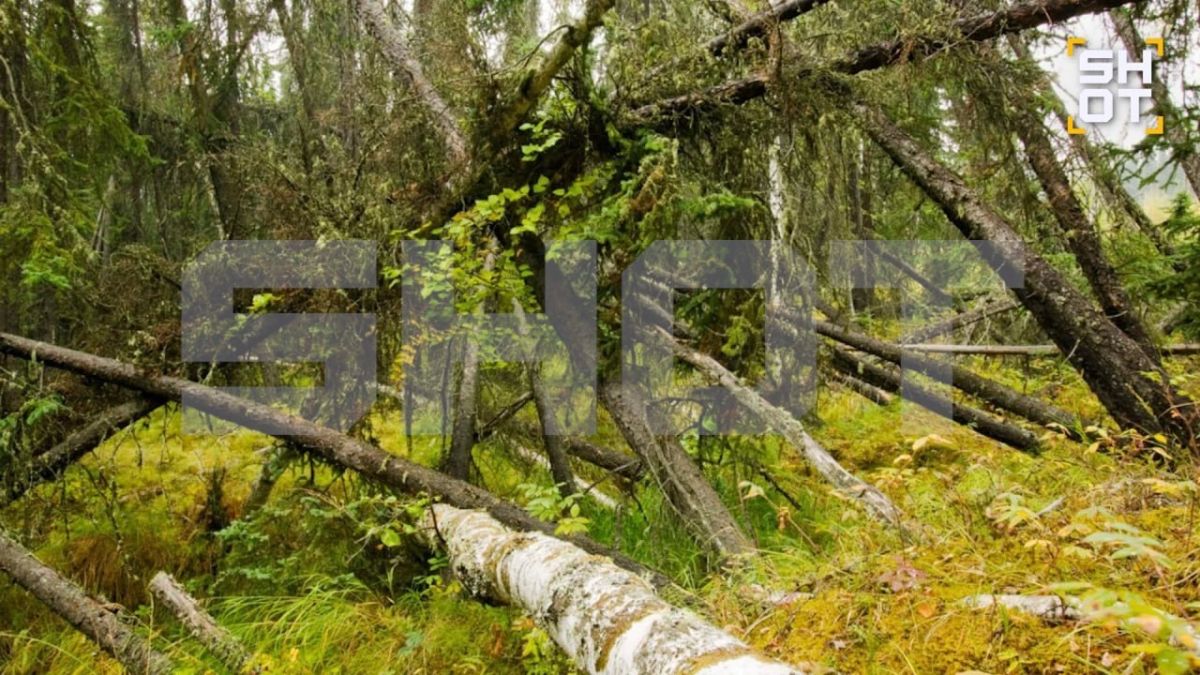 «Пьяные леса» могут оставить Якутию и Восточную Сибирь примерно без 100 тысяч гектаров деревьев «Пьяные леса» могут оставить Якутию и Восточную Сибирь примерно без 100 тысяч гектаров деревьев