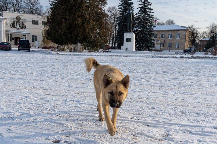 В Намском районе за год от укусов собак пострадали 26 человек