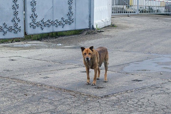 В Сайсарском округе Якутска с начала года отловили 136 безнадзорных собак