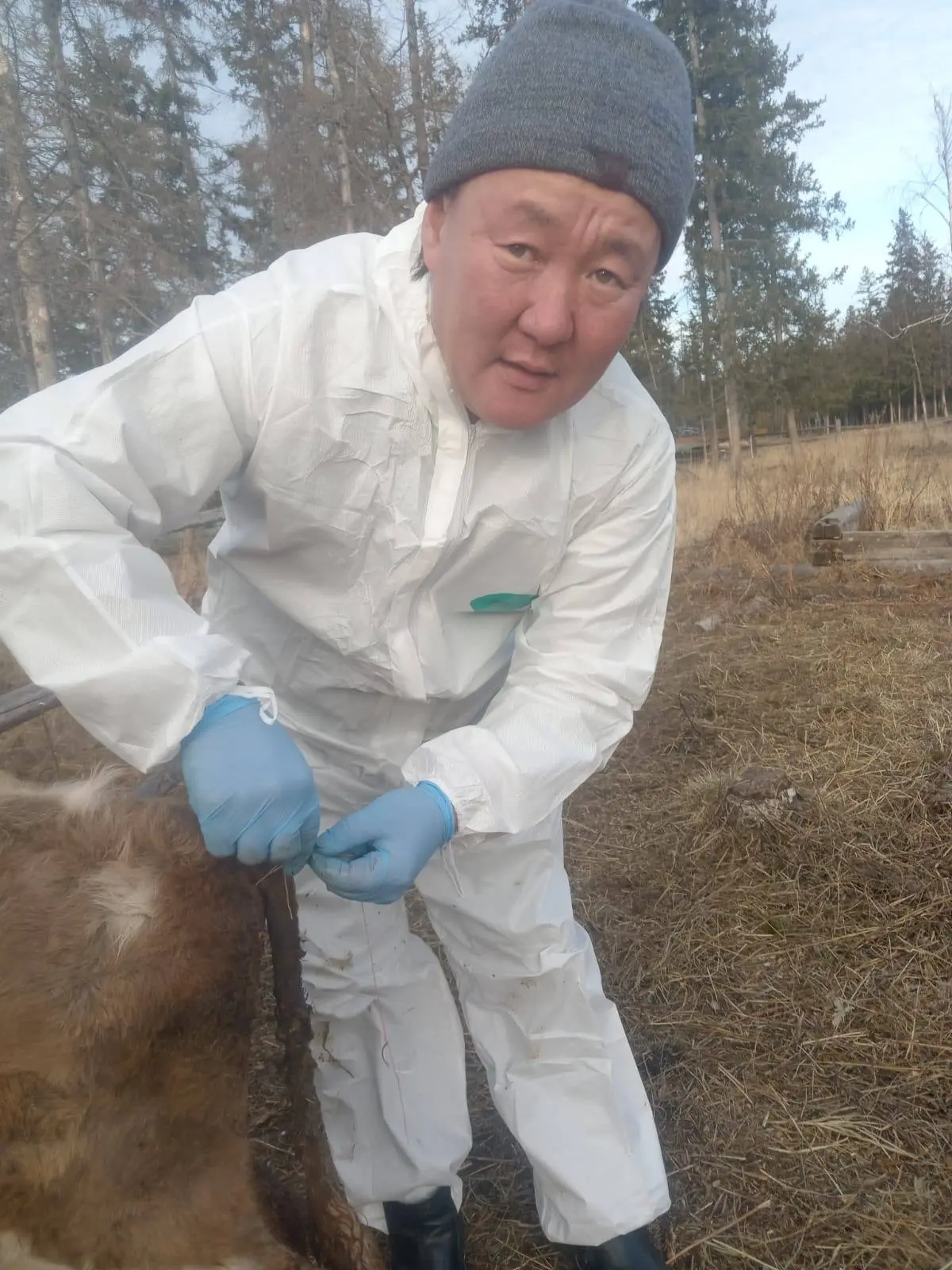 Ветеринарные специалисты Малыкайской ветеринарной лечебницы Нюрбинского района оказали помощь теленку с выпадением прямой кишки