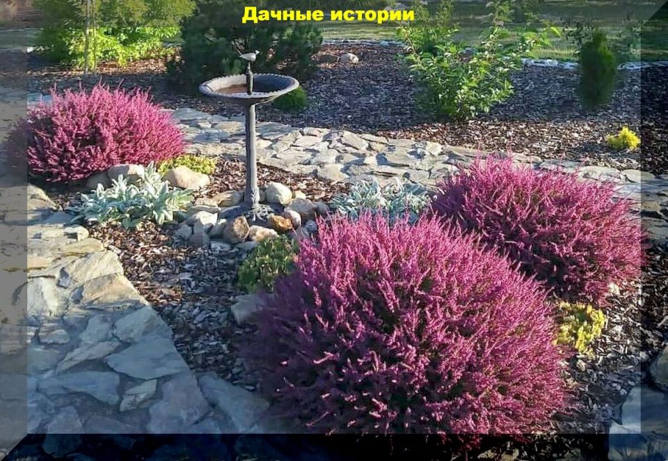 Как вырастить вереск: секреты успешного ухода за любимым растением дачников