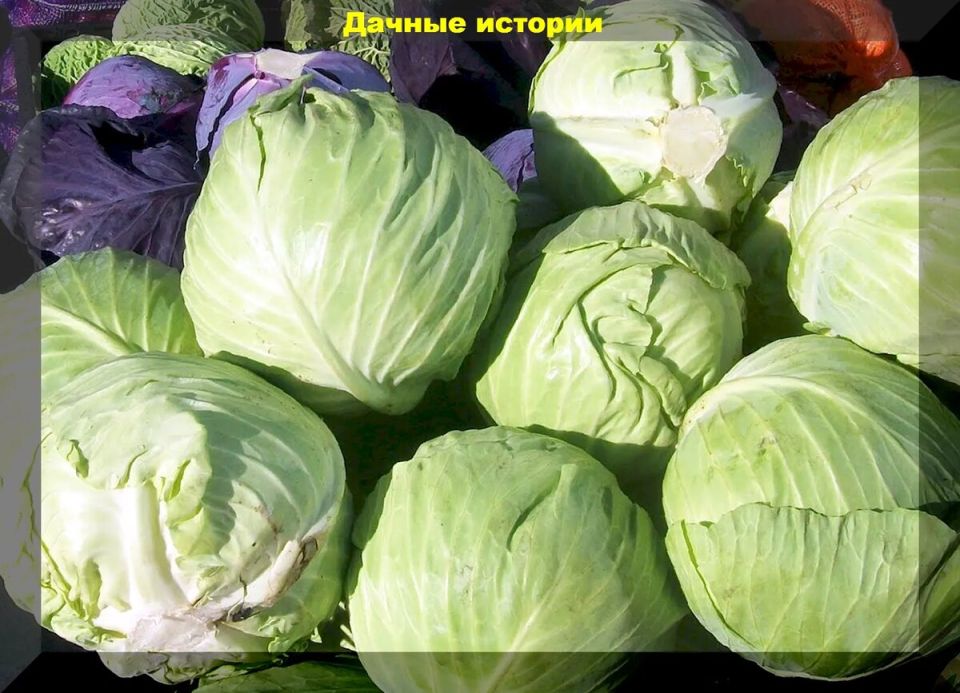 Секреты успешного хранения и квашения капусты: проверенные методы без соли и сахара