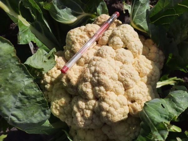 Как вырастить идеальную цветную капусту: секреты и советы огородников