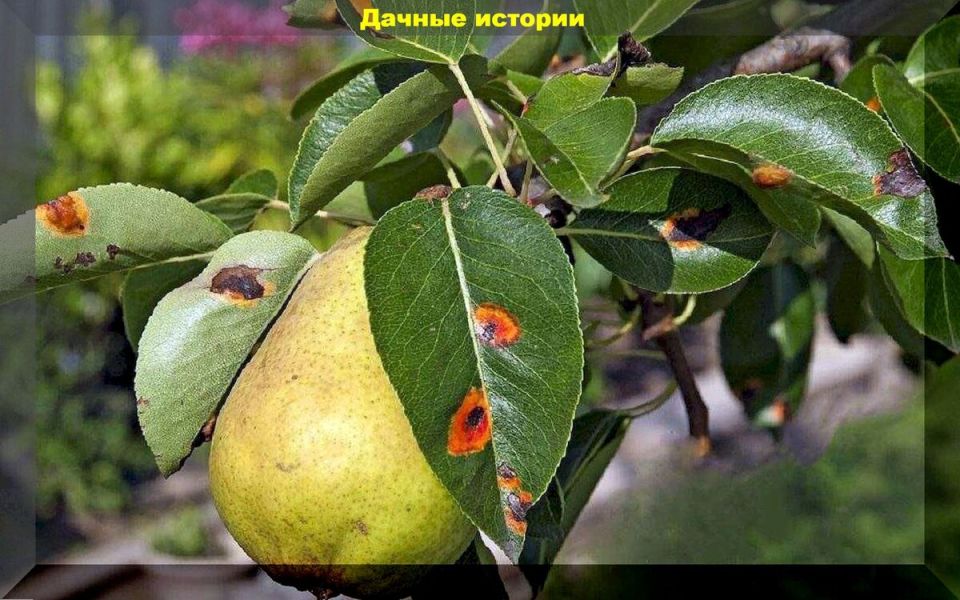 Весна пришла: как ухаживать за садом в конце сезона цветения