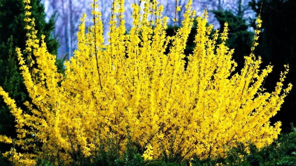 Золотое сияние весеннего сада