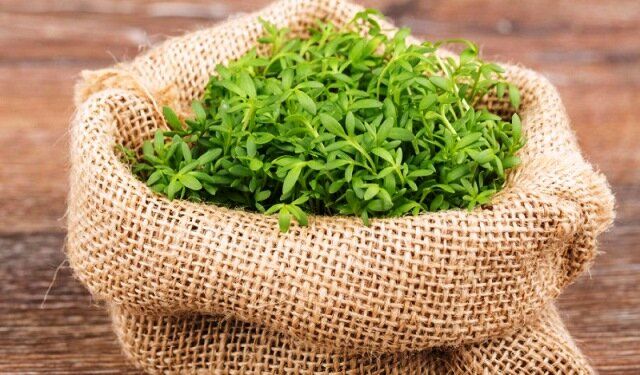 Кресс-салат: мощный союзник для курильщиков и не только