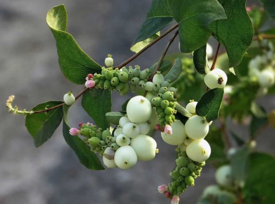 Секреты агрессивных растений: что стоит знать перед высадкой