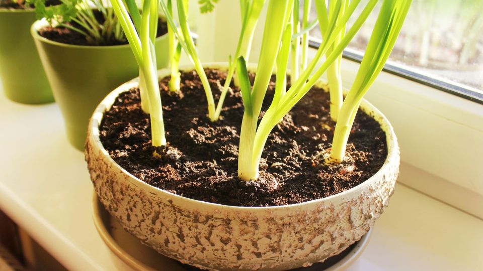Запомните эти 3 сорта лука: для подоконника лучше и не придумаешь