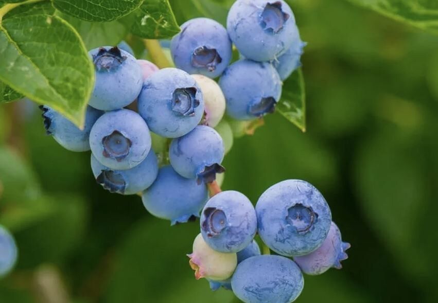 Как улучшить вкус голубики: секреты подкормки в августе