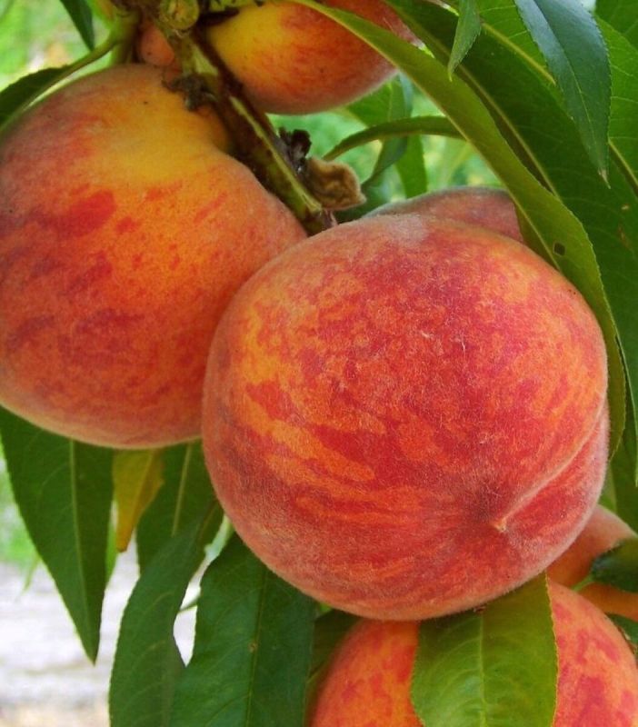 Экзотические фрукты на даче: время удивлять