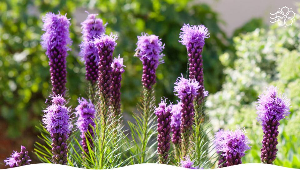 Зимний сад: как выбрать растения для красоты и уюта даже в холода