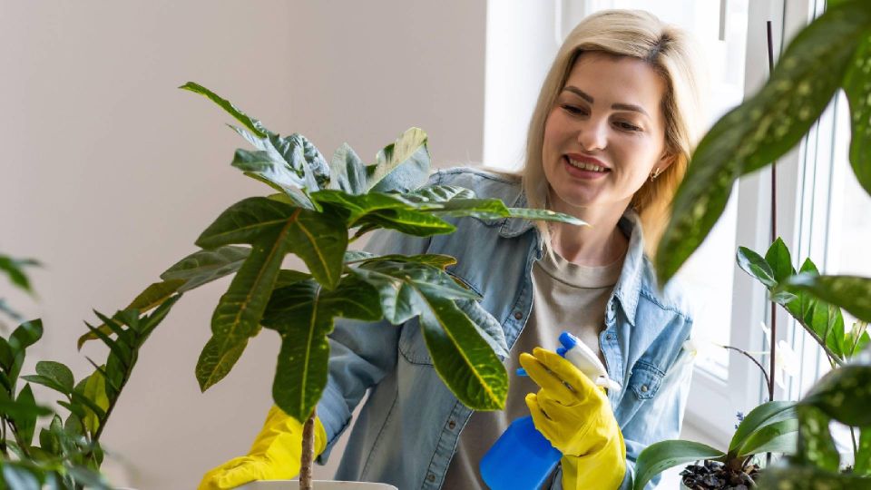 Выбирайте идеальный дренаж для комнатных цветов: земля в горшках больше не пересохнет